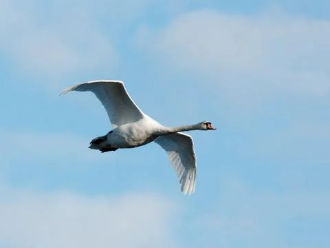 Flying Swan Stock Photos