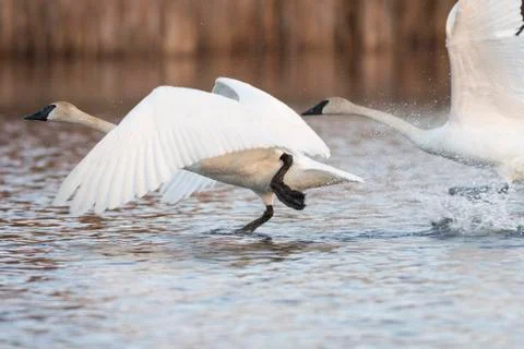 Flying Swan Stock Photos