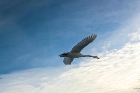 Flying swan Foto stock