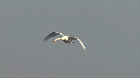 Flying swan with sky background over the lake Stock Footage 34808928