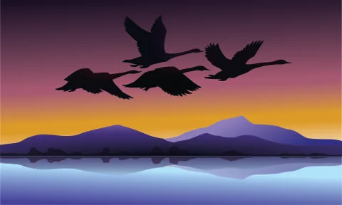 Flying swan with sunset background Stock Illustration