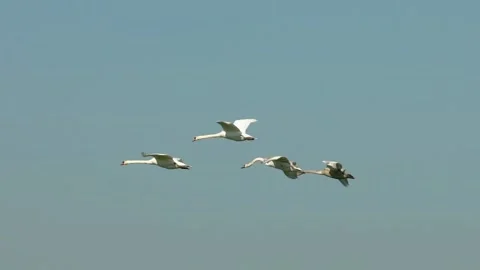 Flying swans four together Stock Footage 149594896