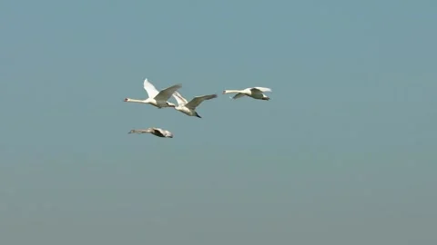 Flying swans four together front Stock Footage 149594850