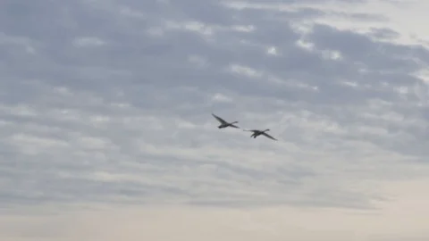 Flying swans over fields Stock Footage