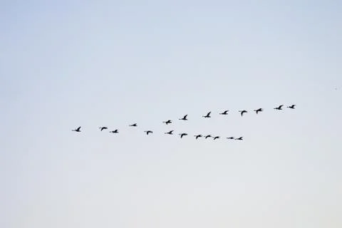 Flying swans Stock-Fotos