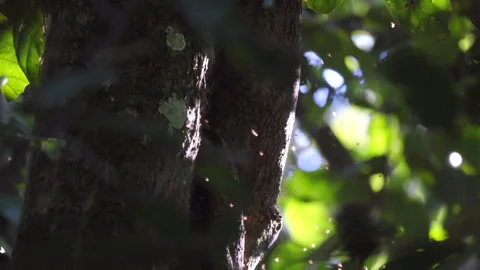 Flying swarm wild bees in sun ray sunlight South American tropical jungle Video stock 336461600