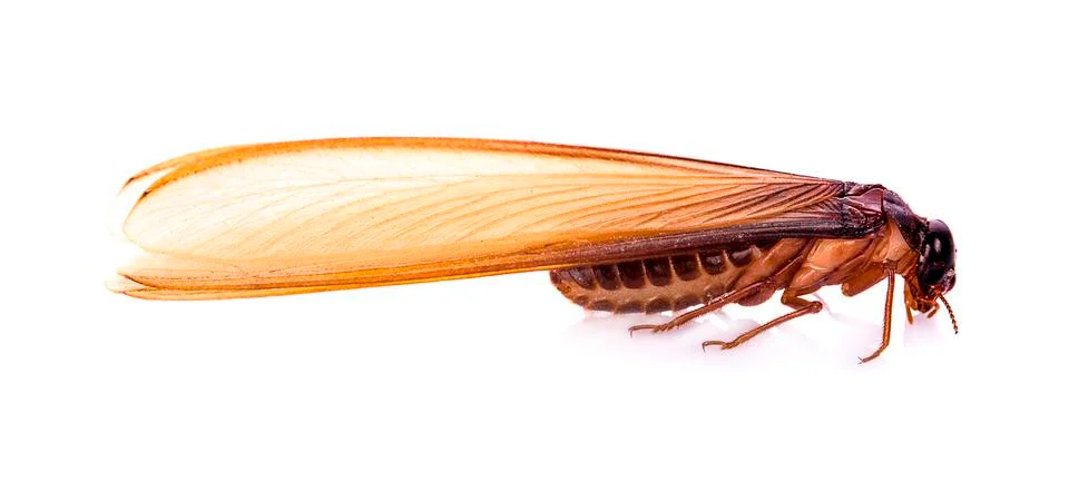 Flying termite on white background Stock Photos