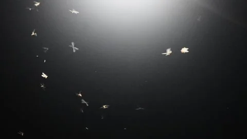 Flying termites in air with dark background Stock Footage 274566182