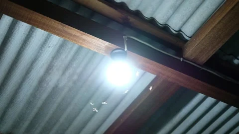 Flying Termites Around Lamp After Rain – Night Insect Scene in Indonesia Video stock 320892523