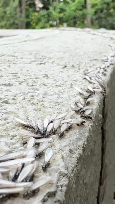 Flying Termites Cluster on Outdoor House Wall Stock Footage 345551276