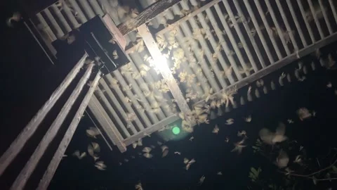 Flying Termites Crowding Around a Lamp in the Dark Stock Footage 308317158