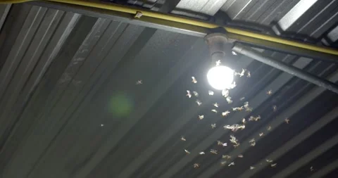 The flying termites that flies around the light. Stock Footage 246595934