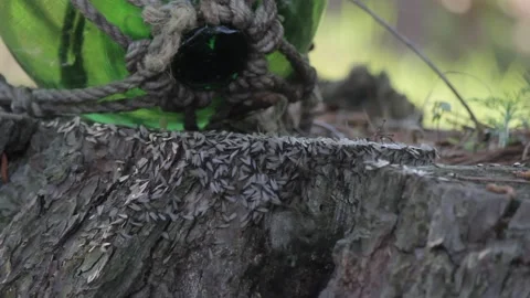 Flying Termites Stock Footage 148652792