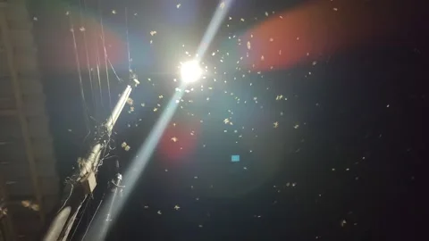 Flying Termites Swarming Around Light at Night Video stock 323575086