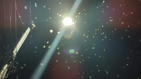 Flying Termites Swarming Around Light at Night Stock Footage 323575087