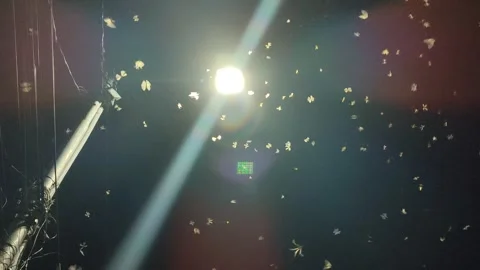 Flying Termites Swarming Around Light at Night Stock Footage 323575098