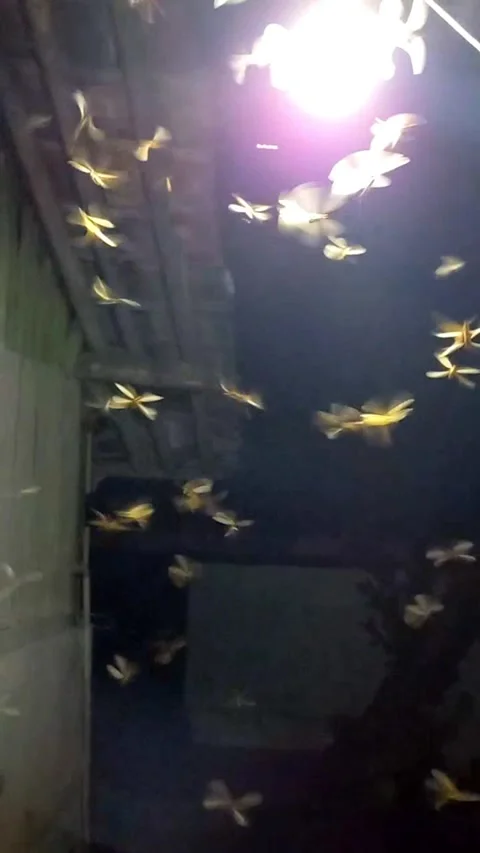Flying Termites Swarming Around Light at Night 스톡 동영상 341999235