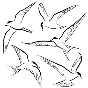 Flying tern sketches Stock Illustration
