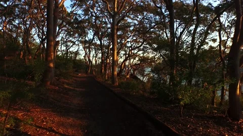 Flying though sunlit trees Stock Footage 62461857