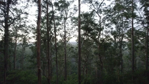 Flying though trees dense Karri forest bush outback misty morning, Australia Stock Footage 154123491
