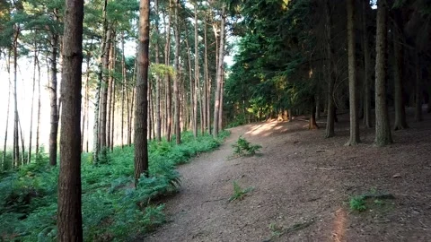 Flying thought pine trees in a forest Stock Footage 140800695