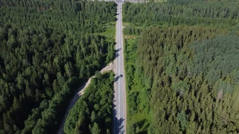 Flying on a throne over a road in the middle of the forest Stockbeeldmateriaal 165603637