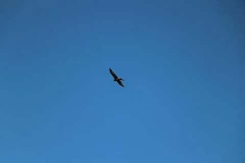 Flying through the air and soaring on the wind Stock Photos