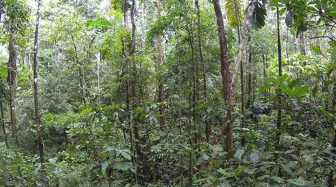 Flying through Amazonian rainforest in Ecuador Stock Footage 30489905