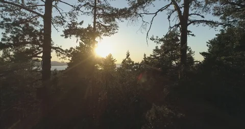 Flying through and above the trees at sunset Stock Footage 104059348