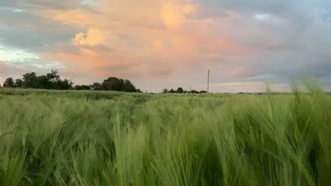 Flying through and over barley field at dusk Stock Footage 156596463