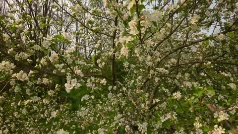 Flying through apple blossoms Stock Footage 256941442