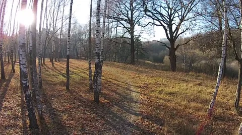 Flying through the autumn birch forest Stock Footage 45979228