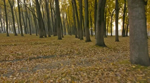 Flying through the autumn forest Stock Footage 55280331