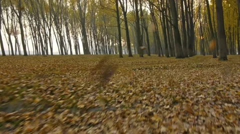 Flying through the autumn forest Видео 55280403