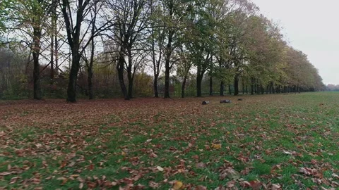 Flying through the autumn forest Stock Footage 153025004