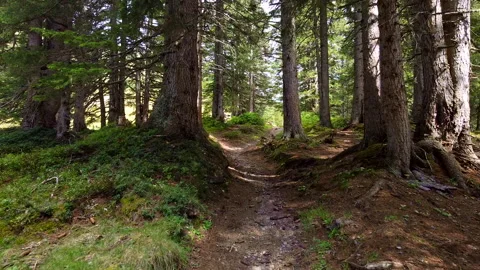 Flying through Beautiful Forest Trees in Swiss Alps Stock Footage 140760004