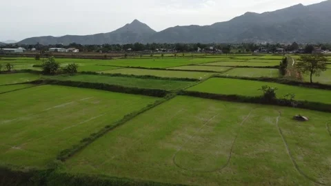 Flying through beautiful green rice fields in Vietnam, Aerial shot Stock Footage