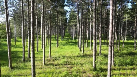 Flying Through Between Tall Pine Trees in a Green Forest with Tall Branches Stock Footage 241864158