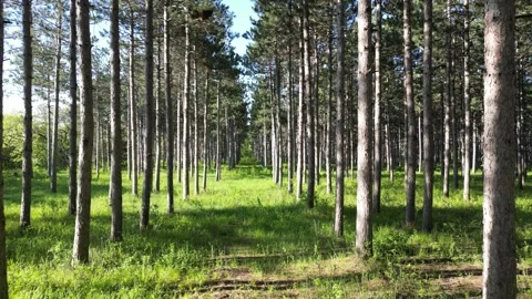 Flying Through Between Tall Pine Trees in a Green Forest with Tall Branches Stock Footage 241864161