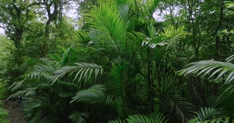 Flying through between trees in a dense forest Stock Footage 310305856