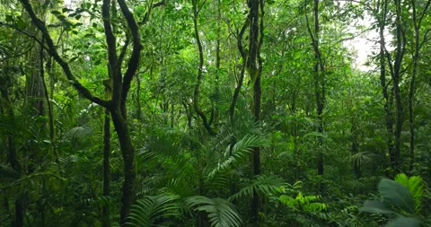Flying through between trees in a dense forest Stock Footage 310305867