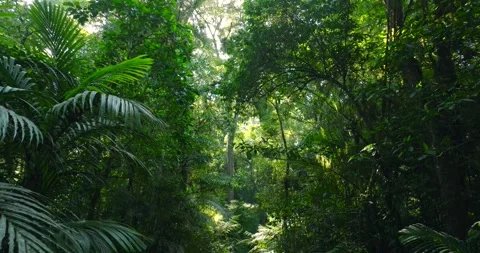 Flying through between trees in a dense forest Stock Footage 310305928