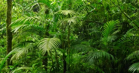 Flying through between trees in a dense forest Stock Footage 310306123