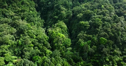 Flying through between trees in a dense forest Stock Footage 310306423
