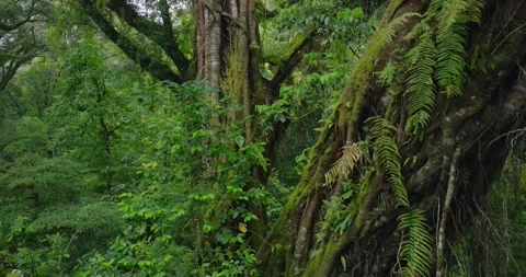 Flying through between trees in a dense forest Stock Footage 310306490