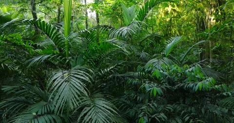 Flying through between trees in a dense forest Stock Footage 310306570