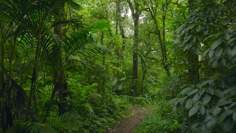 Flying through between trees in a dense forest Stock Footage 310385832