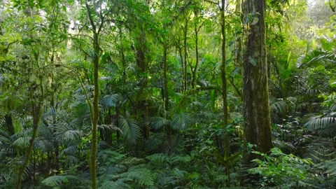 Flying through between trees in a dense forest Stock Footage 310386703