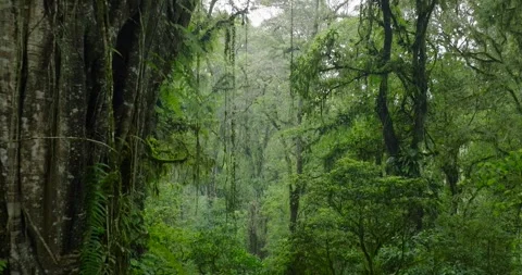 Flying through between trees in a dense forest Stock Footage 310409702