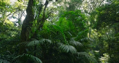 Flying through between trees in a dense forest Stock Footage 310409763